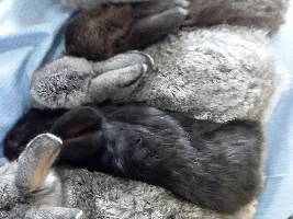 Pet pics