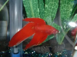 betta pictures