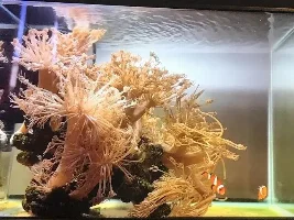 Saltwater aquarium