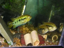 I love my rainbows