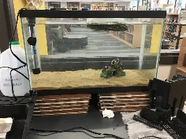 My high school platy tank