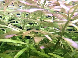 Drape Fin Barb unexpected fry — help!