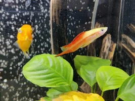 Thin Swordtail