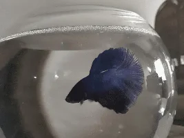 Betta Fish lethargic