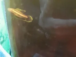 Liquoric Gourami identifying