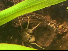 Thai Micro Crab