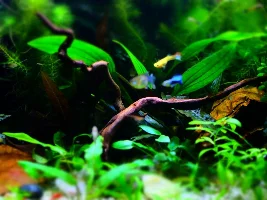 SIP, my big momma shrimp, mother of colonies. Establishing first colony is hard!