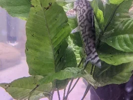 Species ID?