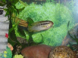 really great fish