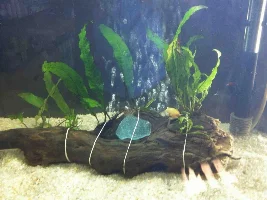 My Journey To Fish Keeping...