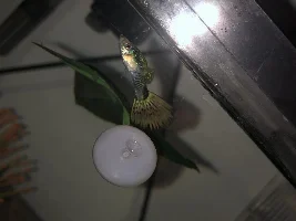 Is this gal pregnant?