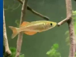 Help identify this rainbowfish :)