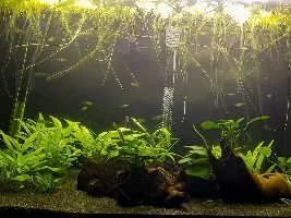 Thai wonder