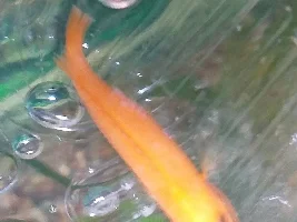 My Red Zebra Cichlid is convulsing