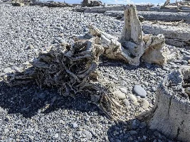Puget Sound Biotope