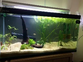 Ch4Rlies New 2.5 Feet Tank Journal