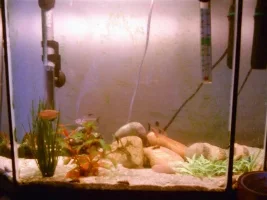 Tanks Update