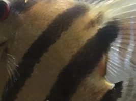 angelfish problem ?