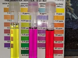 High Nitrates day 10 - water change??