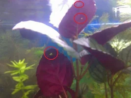 Problem With 1 Of My Plants