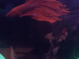 Betta Charlie Starting to Have Shredded Looking Fins