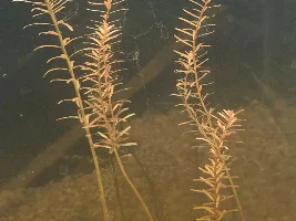 Plants not doing well