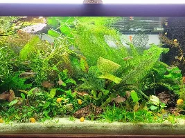 evolution of a 40b
