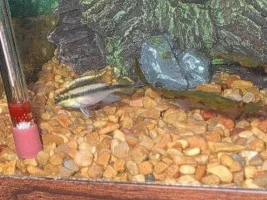 Guido and Roxanne