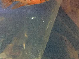 Former Newbie's African Cichlid Experience