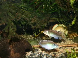 anyone keeping these??? Nanochromis parilus (Blue Congo Dwarf Cichlids)