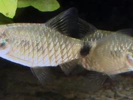 Manic Pygmy Chain Loaches
