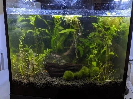 Interesting colors and debris/algae in planted tank