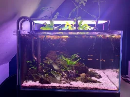 Rescape or Restock...
