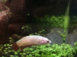 Female Betta Has Flaky Scales