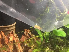 Pleco Appreciation Thread