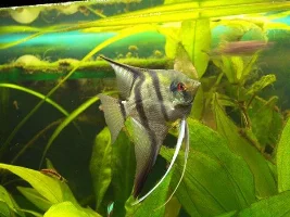 New Angelfish (& digital camera!)
