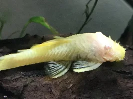 What gender are these BN plecos?