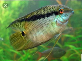 That one species of fish!!
