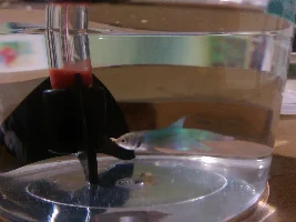 baby betta, velvet or iridescent?