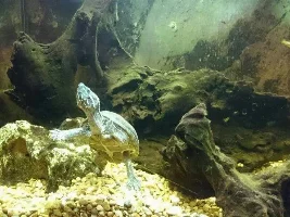 My Musk Turtle Tank