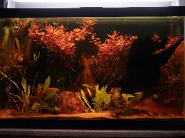 VOTE NOW: March 2025 Tank of the Month Contest (16 Gallons and smaller)