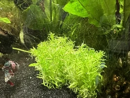 Fluval Flex 15 gallon build thread