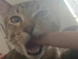 Welcoming 2 new kittens to the zoo