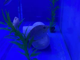 Some neat fish at my LFS