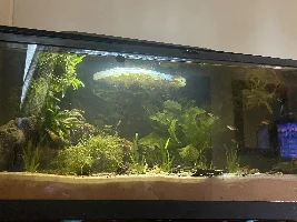 Payday means more plants