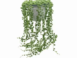 Beginner Plant Recommendations (Terrestrial)