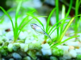 Could my oto be carrying eggs??