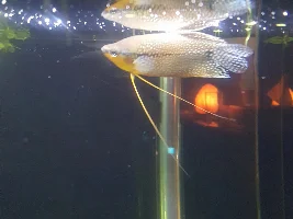 New fish!!!!(picture)