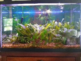 Aspirations for a 29gal tall.