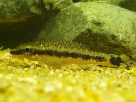 Dd's Tanks And Fish